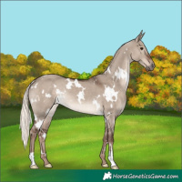 Horse Color:White Spotted Liver Red Dun Mushroom Rabicano 