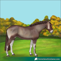 Horse Color:Chocolate Smoky Blue Onyx 