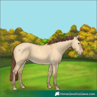 Horse Color:Chocolate Amber Cream Champagne Dun Rabicano 