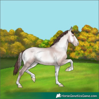 Horse Color:Platinum Chocolate Amber Champagne Onyx Splash Rabicano 