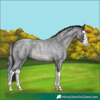 Horse Color:Platinum Blue Roan Splash Rabicano 