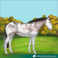 Horse Color:Platinum Brown Onyx Splash Appaloosa 