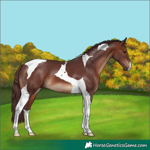 Horse Color:Chocolate Brown Tobiano