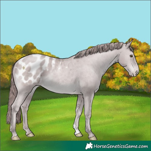 Horse Color:Platinum Chocolate Classic Cream Champagne Blanket Rabicano 