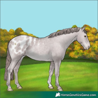 Horse Color:Platinum Chocolate Classic Cream Champagne Appaloosa Rabicano 