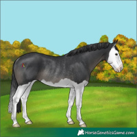 Horse Color:Platinum Black Splash Rabicano 