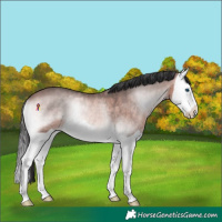 Horse Color:Platinum Bay Onyx Splash 