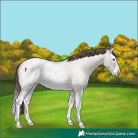 Horse Color:Platinum Classic Champagne Roan Dun Splash Blanket 