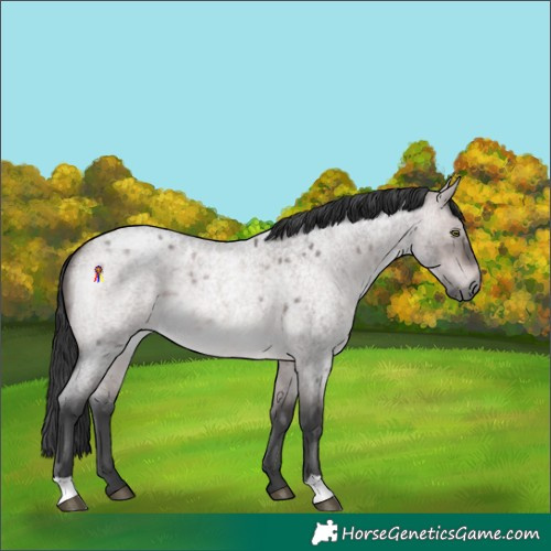 Horse Color:Platinum Brown Roan Dun