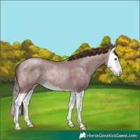 Horse Color:Platinum Chocolate Sable Champagne Splash 