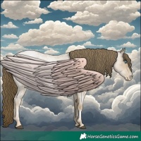 Horse Color:Buckskin Roan Pearl 