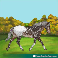 Horse Color:Silver Brown Tobiano Appaloosa 