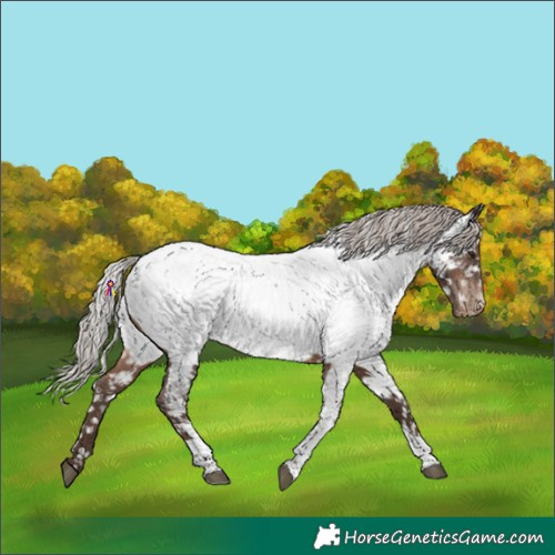 Horse Color:Silver Brown Tobiano Appaloosa 