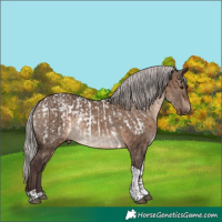 Horse Color:Silver Brown Tobiano Appaloosa  and Silver Brown Dun Tobiano 