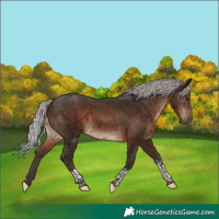 Horse Color:Silver Brown Tobiano Rabicano