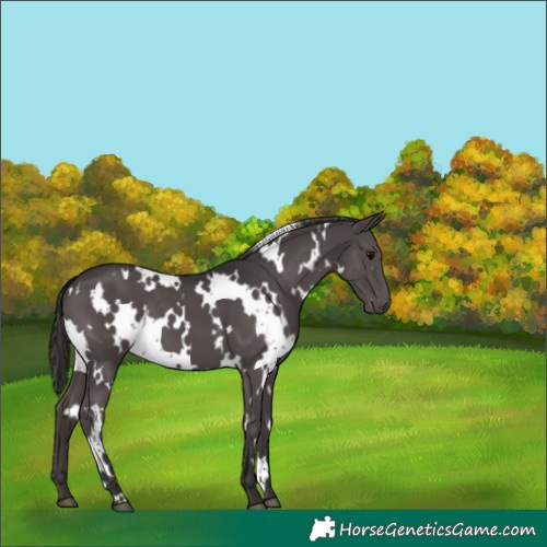 Horse Color:White Spotted Smoky Grullo 