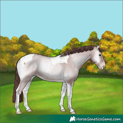 Horse Color:Platinum Chocolate Classic Champagne Onyx Tobiano Rabicano 