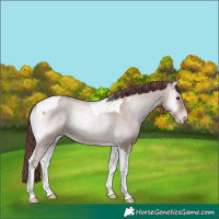 Horse Color:Platinum Chocolate Classic Champagne Onyx Tobiano Rabicano 