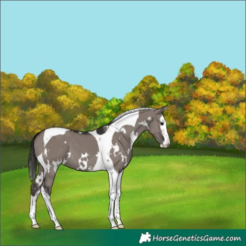 Horse Color:White Spotted Smoky Grullo Splash Tobiano 