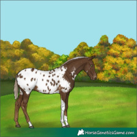 Horse Color:White Spotted Chocolate Palomino Tobiano Appaloosa 