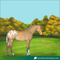 Horse Color:Silver Buckskin Tobiano Blanket 