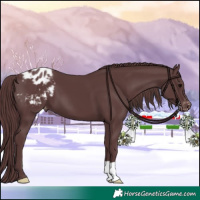 Horse Color:Chocolate Black Appaloosa 