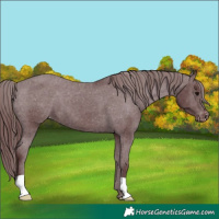 Horse Color:Chocolate Black Appaloosa 