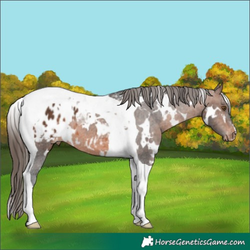 Horse Color:White Spotted Brown Tobiano Blanket