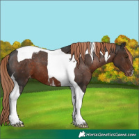 Horse Color:Liver Chestnut Tobiano Appaloosa 