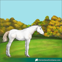 Horse Color:Perlino Roan Dun Splash Tobiano 