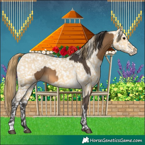 Horse Color:Buckskin Sabino and Buckskin Dun Snowflake Varnish
