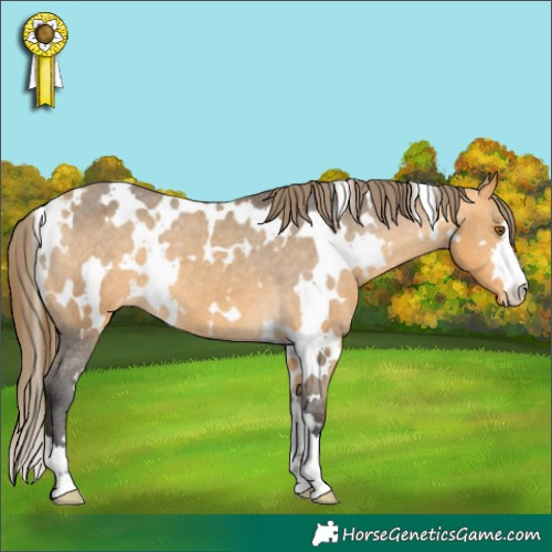 Horse Color:White Spotted Buckskin Varnish 