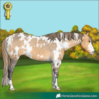 Horse Color:White Spotted Buckskin Appaloosa