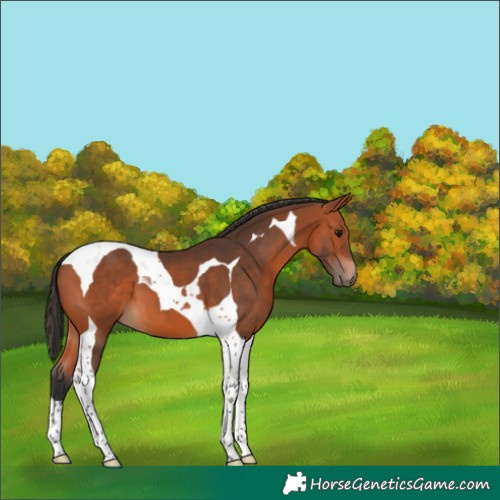 Horse Color:Bay Tobiano 