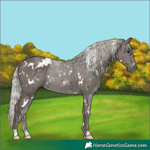 Horse Color:White Spotted Silver Black 