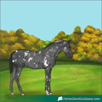Horse Color:White Spotted Black 