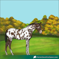 Horse Color:Gray White Spotted Classic Champagne Tobiano Frame Appaloosa 