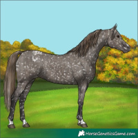Horse Color:Smoky Grullo Appaloosa  and Smoky Grullo Appaloosa 