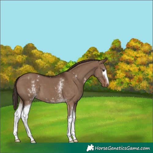 Horse Color:White Spotted Liver Red Dun Appaloosa 