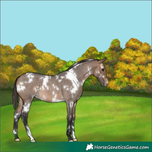 Horse Color:White Spotted Bay Roan Dun Appaloosa 