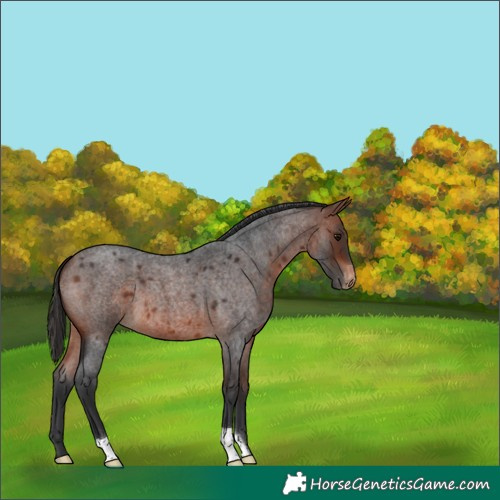 Horse Color:Bay Roan Appaloosa 