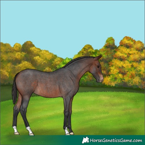 Horse Color:Bay Roan Appaloosa 