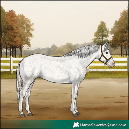 Horse Color:Chocolate Palomino Dun Appaloosa  and Chocolate Palomino Dun Frame Appaloosa 