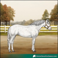 Horse Color:Chocolate Palomino Dun Appaloosa  and Chocolate Palomino Dun Frame Appaloosa 