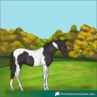 Horse Color:Smoky Black Tobiano 