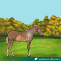 Horse Color:Chocolate Palomino 