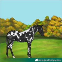 Horse Color:Gray White Spotted Black 