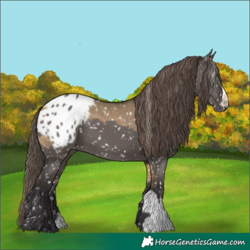 Horse Color:Buckskin Dun Appaloosa  and Smoky Grullo Appaloosa 
