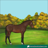 Horse Color:Gray Bay Mushroom 