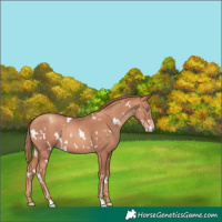 Horse Color:White Spotted Gold Champagne 